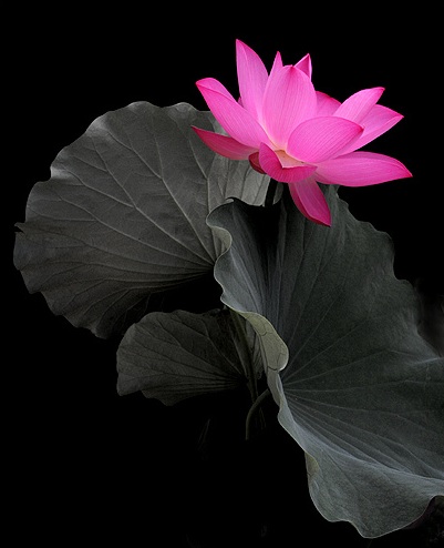 lotus_pink_lotus